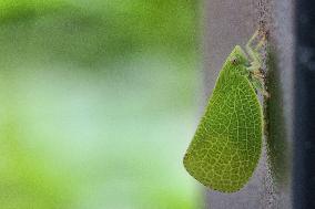 Green Cone-headed Planthopper