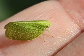 Green Cone-headed Planthopper