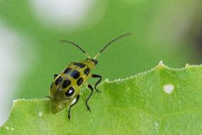 Spotted Cucumber Beetle