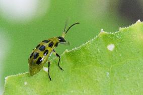 Spotted Cucumber Beetle