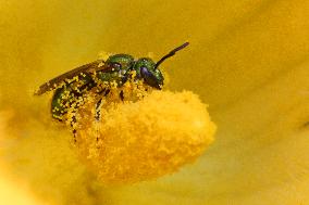 Pure Green Sweat Bee Pollinating The Flower Of A Squash Plant