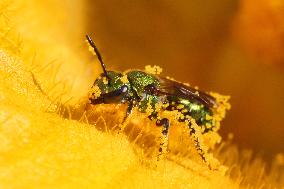 Pure Green Sweat Bee Pollinating The Flower Of A Squash Plant