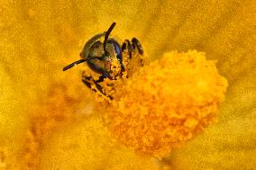 Pure Green Sweat Bee Pollinating The Flower Of A Squash Plant