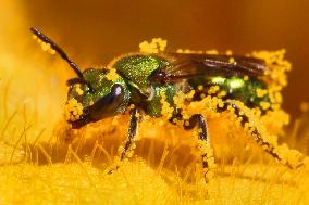 Pure Green Sweat Bee Pollinating The Flower Of A Squash Plant