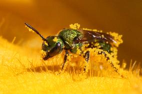 Pure Green Sweat Bee Pollinating The Flower Of A Squash Plant