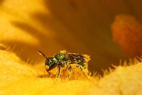 Pure Green Sweat Bee Pollinating The Flower Of A Squash Plant