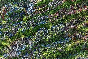 A Huge Abandoned Bike-sharing Yard in Nanjing