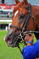 The 165th Running Of The King's Plate At Woodbine Racetrack