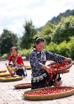 Farmers Dry Crops