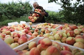 Peach Harvest in Chengde