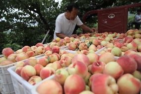 Peach Harvest in Chengde