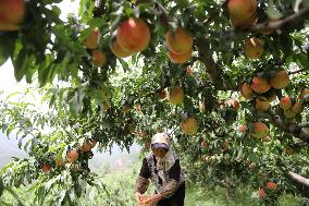 Peach Harvest in Chengde