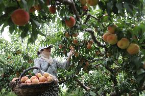 Peach Harvest in Chengde