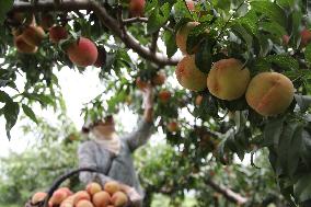 Peach Harvest in Chengde