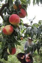 Peach Harvest in Chengde