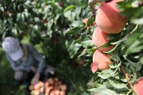 Peach Harvest in Chengde