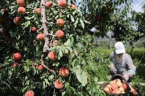 Peach Harvest in Chengde