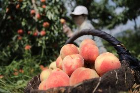 Peach Harvest in Chengde