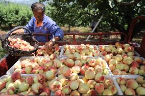 Peach Harvest in Chengde