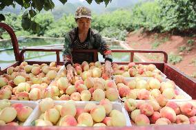 Peach Harvest in Chengde