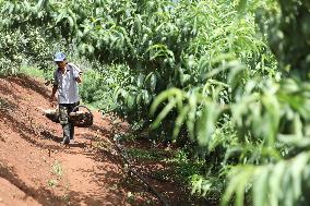 Peach Harvest in Chengde