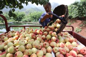 Peach Harvest in Chengde