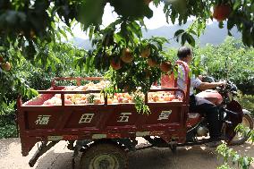 Peach Harvest in Chengde