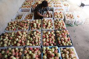 Peach Harvest in Chengde