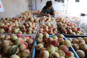 Peach Harvest in Chengde