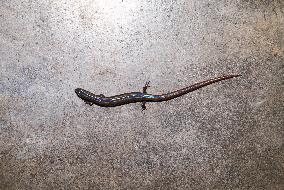 White-spotted Supple Skink - Lygosoma Albopunctata - Animal India