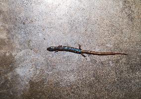 White-spotted Supple Skink - Lygosoma Albopunctata - Animal India