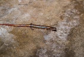 White-spotted Supple Skink - Lygosoma Albopunctata - Animal India