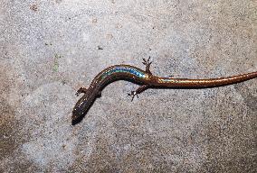 White-spotted Supple Skink - Lygosoma Albopunctata - Animal India