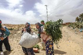 Farm Women Taking Road Accident Risk In Tunisia