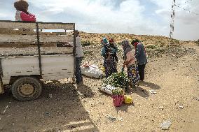 Farm Women Taking Road Accident Risk In Tunisia