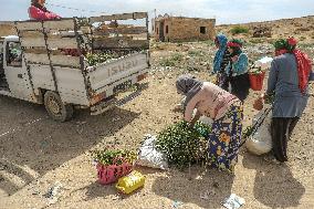 Farm Women Taking Road Accident Risk In Tunisia