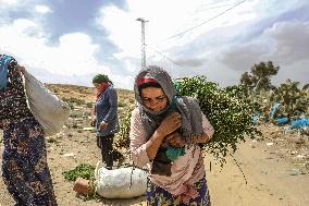 Farm Women Taking Road Accident Risk In Tunisia