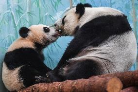 Giant Panda Cub Turned One Year Old - Moscow