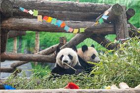 Giant Panda Cub Turned One Year Old - Moscow