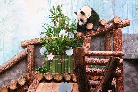 Giant Panda Cub Turned One Year Old - Moscow