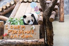 Giant Panda Cub Turned One Year Old - Moscow