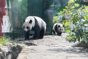 Giant Panda Cub Turned One Year Old - Moscow