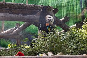 Giant Panda Cub Turned One Year Old - Moscow