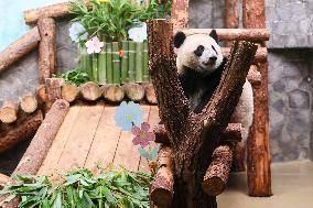 Giant Panda Cub Turned One Year Old - Moscow