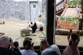 Giant Panda Cub Turned One Year Old - Moscow