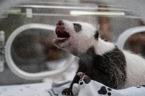 Giant Panda Cub Turned One Year Old - Moscow