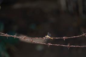 Spread Of Insects Fueled By Climate Change