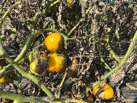 Tomato Blight Ravages A Tomato Crop In Canada