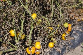 Tomato Blight Ravages A Tomato Crop In Canada