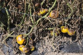 Tomato Blight Ravages A Tomato Crop In Canada